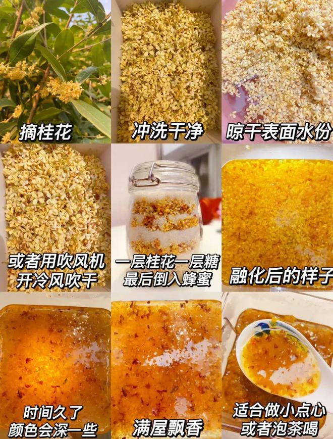 的巨巨巨棒！这份季节限定的美好请查收～米乐体育M6直播平台这些桂花利用方法真(图14)